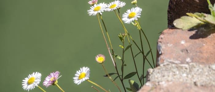 Herfstmargriet