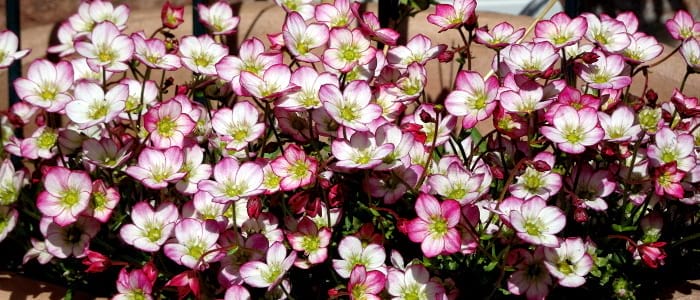 Porseleinbloem