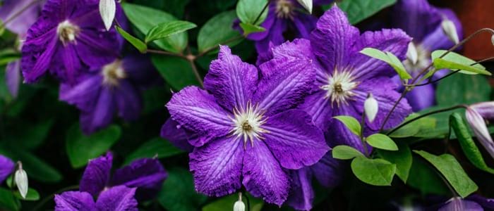 Clematis (Staude)