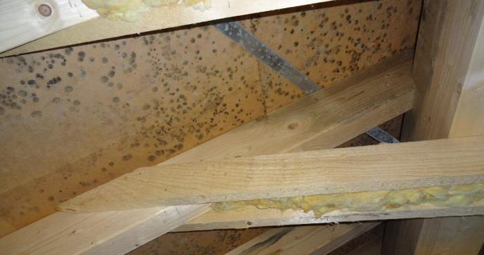 Schimmel in de dakconstructie